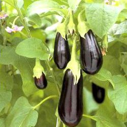 Solanum melongena 'Halflange Violette'