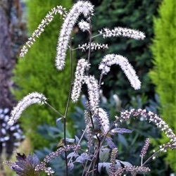 Actaea 'Queen of Sheba' ®