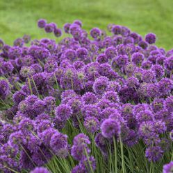 Allium 'Lavender Bubbles' ®