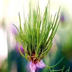 Allium schoenoprasum 'Cha Cha Chives'