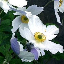 Anemone 'Wild Swan' ®