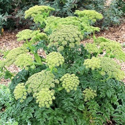 Angelica pachycarpa (A. hispanica)