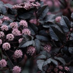 Angelica sylvestris 'Ebony'