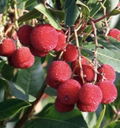 Arbutus unedo 'Walter'