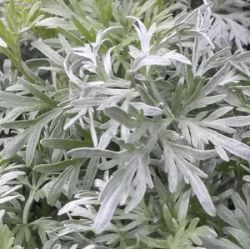 Artemisia absinthium 'Silverado'