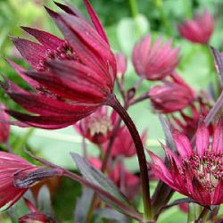 Astrantia major 'Ruby Star' ®