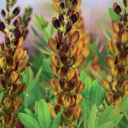 Baptisia 'Brownie Points'