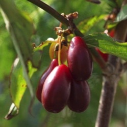 Cornus mas 'Lukyanovskiy' ('Pioneer')