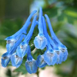 Corydalis 'Craigton Blue'