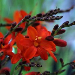 Crocosmia 'Hell Fire'