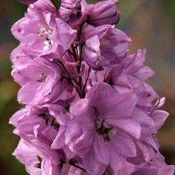 Delphinium pacific 'Astolat'