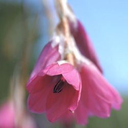 Dierama dracomontanum (D. pumila)