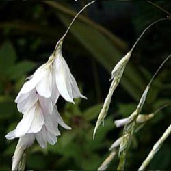 Dierama pulcherrimum 'Album'