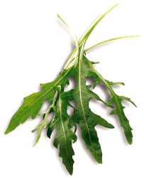Diplotaxis tenuifolia 'Grazia'