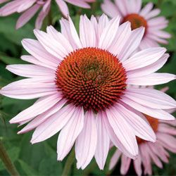 Echinacea purpurea 'Hope' ®