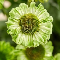 Echinacea 'SunSeekers Apple Green' ®