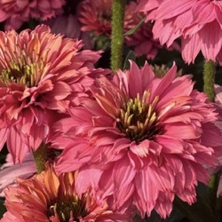 Echinacea 'SunSeekers Pink Grapefruit' ®