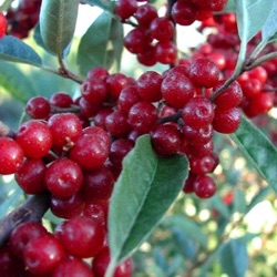 Elaeagnus umbellata 'Ruby'