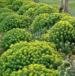 Euphorbia cyparissias 'Tall Boy'
