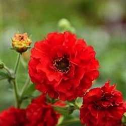 Geum 'Samba Sunset'