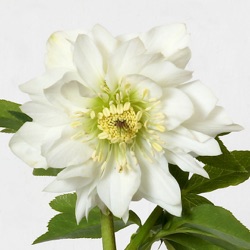 Helleborus niger 'Double Beauty' XXL
