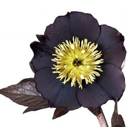 Helleborus orientalis 'Ruse Black'