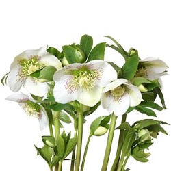 Helleborus orientalis 'Spotted Beauty' XXL