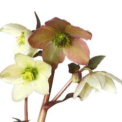 Helleborus x nigercors 'Emma' ® ('Amalia')