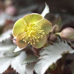 Helleborus x sternii 'Silver Dollar'