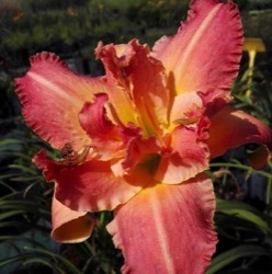 Hemerocallis 'Think Pink'