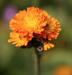 Hieracium aurantiacum (Pilosella aurantica)