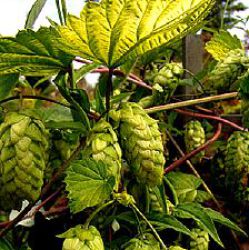 Humulus lupulus 'Aureus'