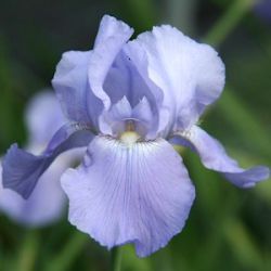 Iris 'Harbor Blue' (G)