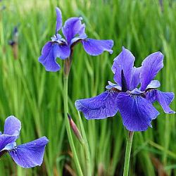 Iris sibirica 'Taubenblau'