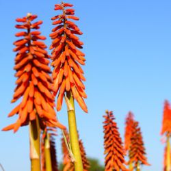 Kniphofia 'Elvira'