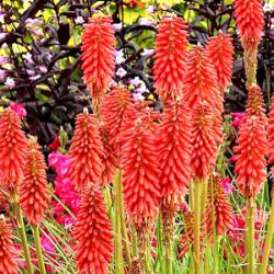 Kniphofia 'Redhot Popsicle' ®