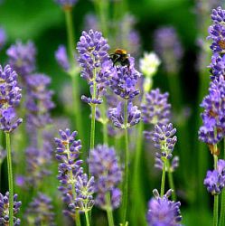 Lavandula angustifolia 'Dwarf Blue'