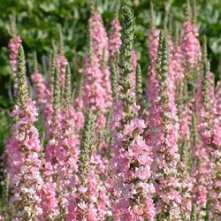 Lythrum salicaria 'Blush'