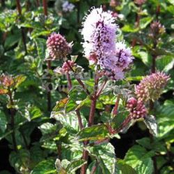 Mentha 'Berries and Cream'