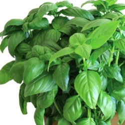 Ocimum basilicum 'D-Fencesil' ™