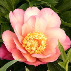 Paeonia Itoh-hybride 'Julia Rose'