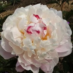 Paeonia lactiflora 'Vogue'