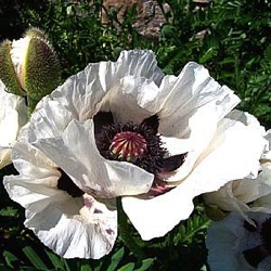 Papaver orientale 'Royal Wedding'
