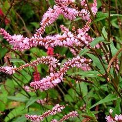 Persicaria amplexicaulis 'Pink Elephant' ® (Bistorta)