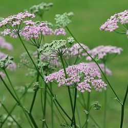 Pimpinella major 'Rosea'