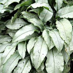 Pulmonaria 'Samurai'  ™