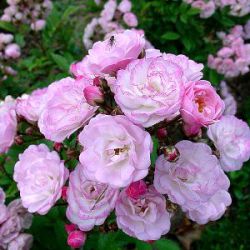Rosa 'Heavenly Pink' ®