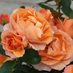 Rosa 'Palace Fleur'