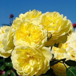 Rosa 'Yellow Meilove' ® ('Anny Dupery')