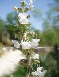 Salvia apiana